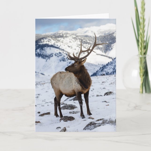 Carte Lone Bull Elk dans la neige | Parc national de Yel (Devant)