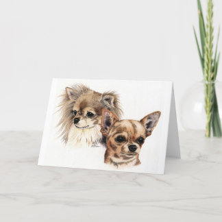 Carte Long and smooth coat chihuahuas