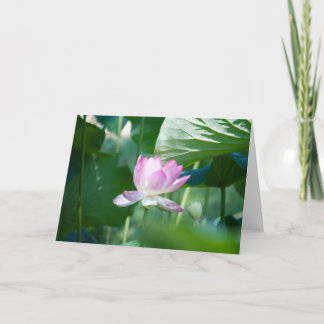 Carte Lotus #2463