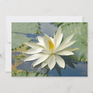 Carte Lotus blanc