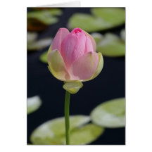 Carte Lotus rose