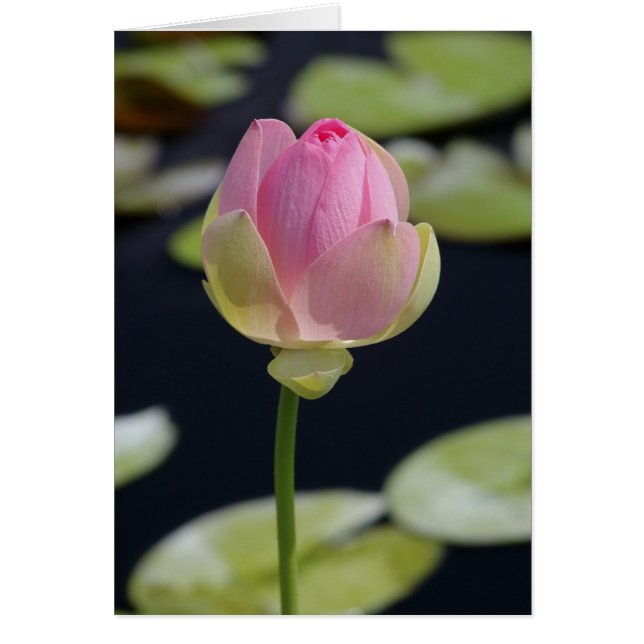 Carte Lotus rose (Devant)