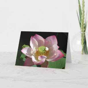 Carte Lotus rose