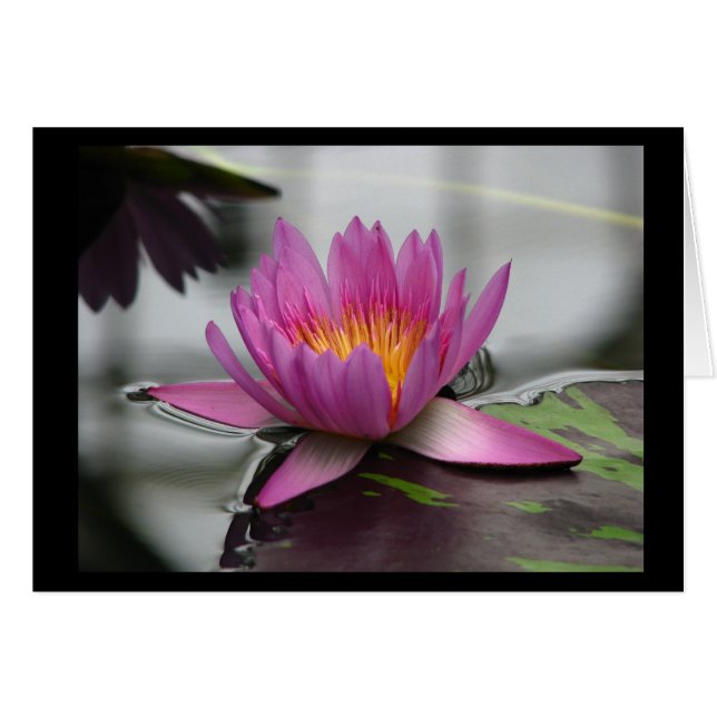 Carte Lotus vierge (verticale) (Devant horizontal)