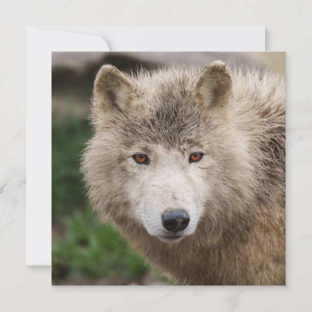 Carte Loup blanc boueux (Devant)