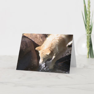 Carte Loup gris
