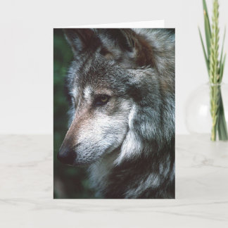 Carte Loup gris