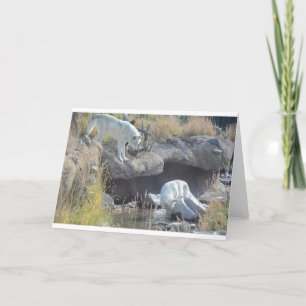 Carte Loups Forêt Nature Campagne Paix Amour Animal