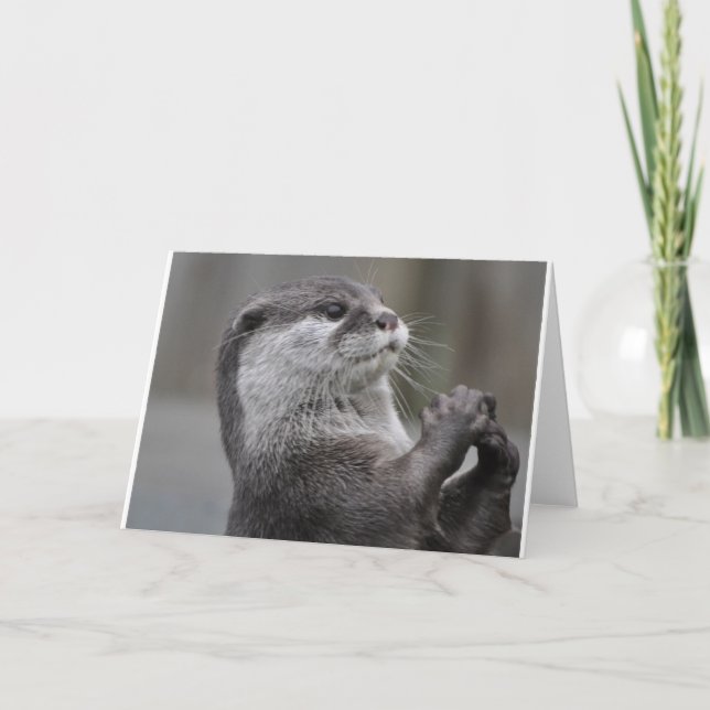 Carte Loutre de rivière (Devant)