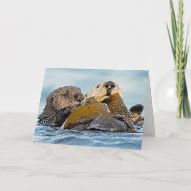 Carte Loutres de mer de Californie à Morro Bay (Devant)