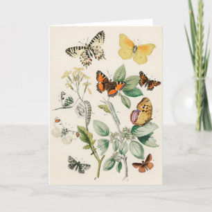 Carte Lovely vintage illustration of butterflies