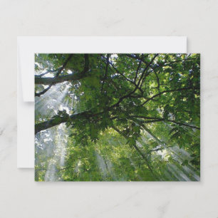 Carte Lumière Solaire À Travers Les Arbres