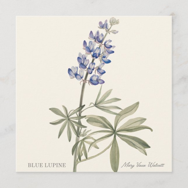 Carte Lupin bleu par Mary Walcott (Devant)