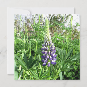 Carte Lupine Jardin Français