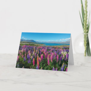 Carte Lupines de Russle au lac Tekapo   Nouvelle Zélande