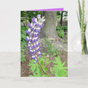 Carte Lupines violettes blanches