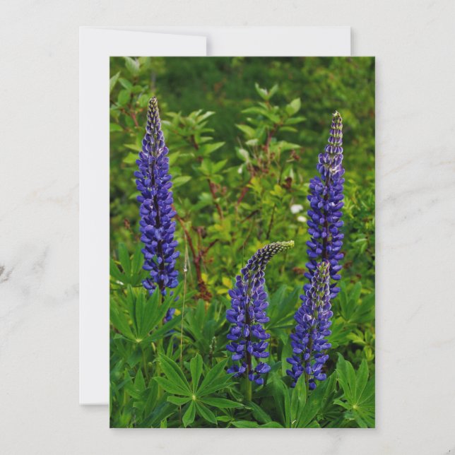 Carte Lupins (Devant)