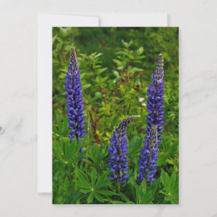 Carte Lupins