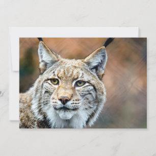 Carte Lynx Bobcat Wildlife