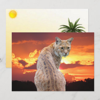 Carte Lynx de Floride avec Superbe Coucher de Soleil Car