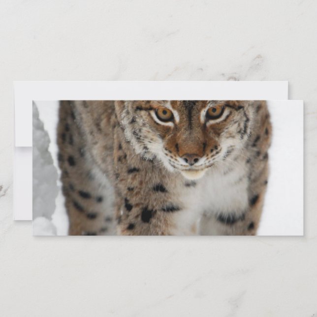 Carte Lynx de neige (Devant)