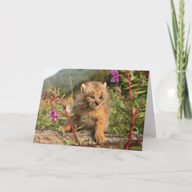 Carte Lynx Kitten, Canada, Alaska (Devant)