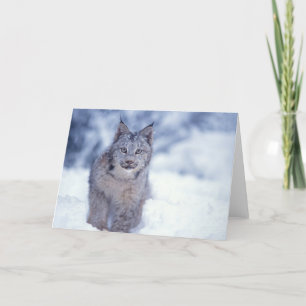 Carte lynx, Lynx lynx, dans la neige, dans les contrefor