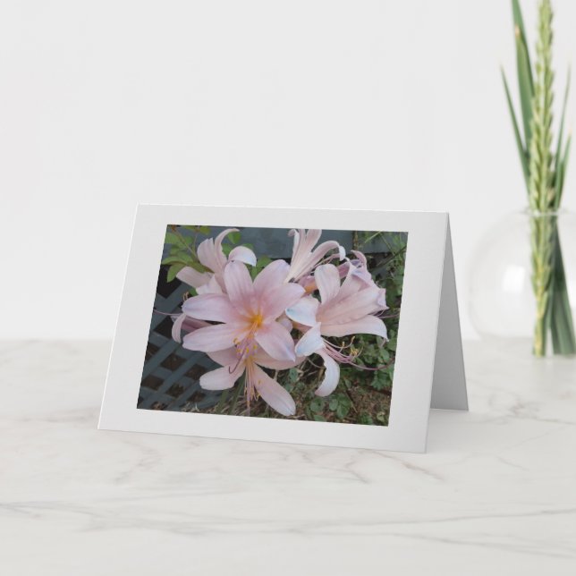 Carte Lys de résurrection (Devant)