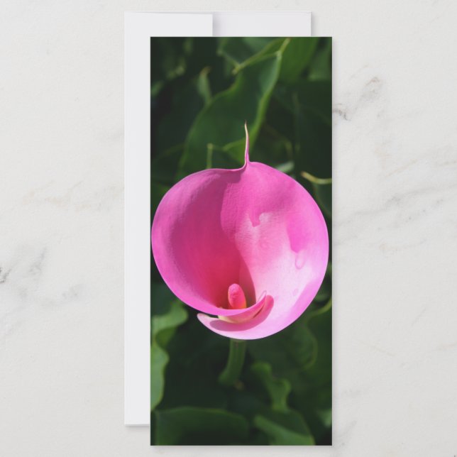 Carte Lys roses (Devant)