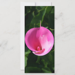 Carte Lys roses