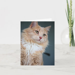 Carte M., Handsome