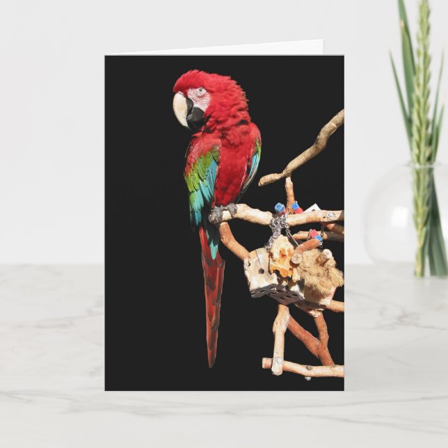 Carte Macaw rouge pour toutes les occasions (Devant)