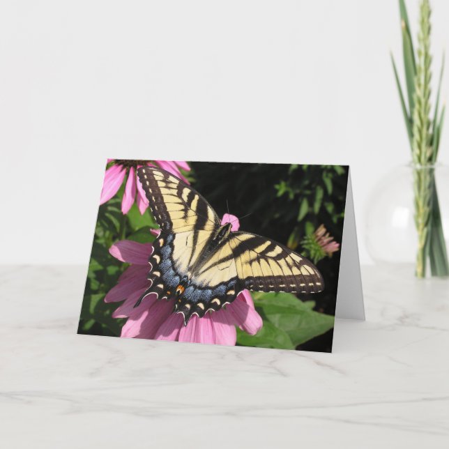 Carte Machaon sur l'echinacée (Devant)