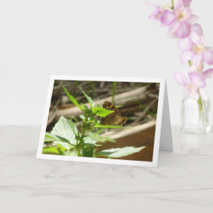 Carte Maculada à papillon en bois moucheté, Aegeria Para