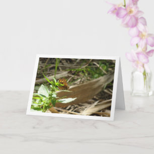 Carte Maculada à papillon en bois moucheté, Aegeria Para