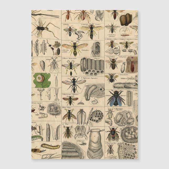 Carte Magnétique Abeille Insecte Bug Wasp Nature Peinture des abeil (Devant)