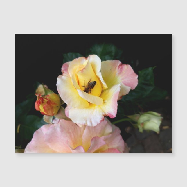 Carte Magnétique Abeille sur roses rose jaune Fleurs (Devant)