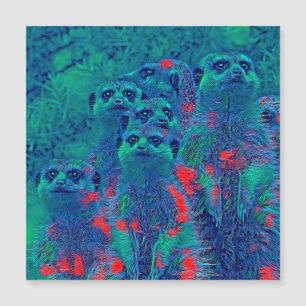 Carte Magnétique AnimalMix_Meerkat_015