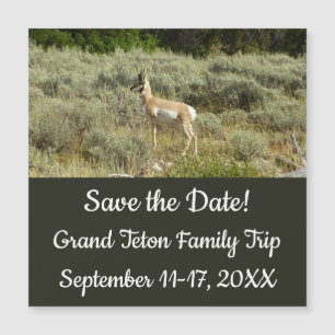 Carte Magnétique Antilocapre dans le parc national de Grand Teton