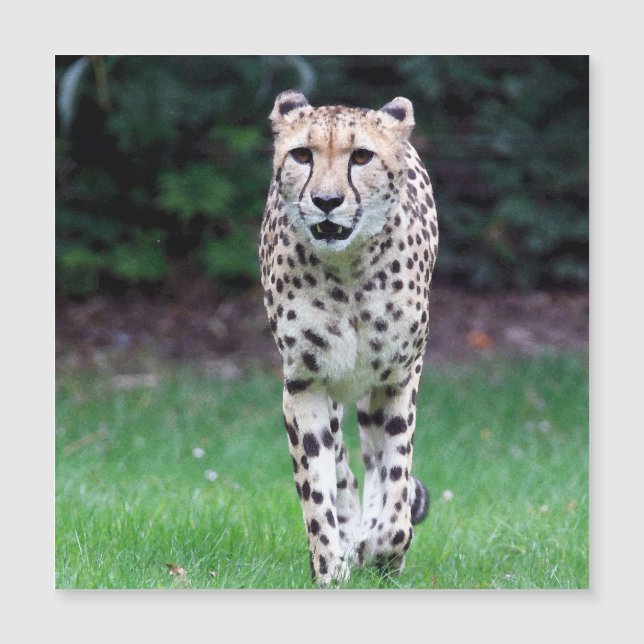 Carte Magnétique Aqua_Cheetah_20180103 (Devant)