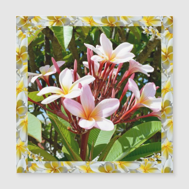 Carte Magnétique Arbre Frangipani Rose Au Bord Frangipani Jaune. (Devant)