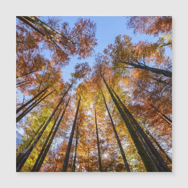 Carte Magnétique Arbres d'automne ensoleillés (Devant)