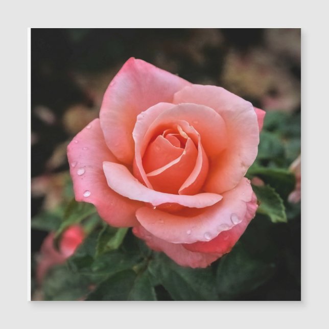 Carte Magnétique Art botanique romantique Rose Imprimer (Devant)