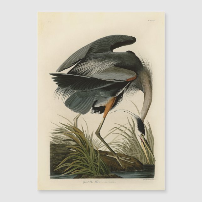 Carte Magnétique Audubon Great Blue Heron Marsh Bird (Devant)
