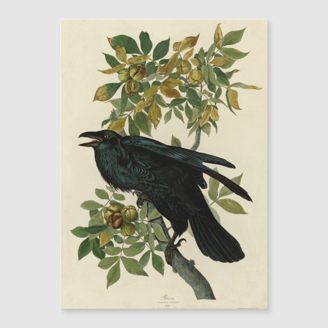 Carte Magnétique Audubon Raven Oiseau classique (Devant)