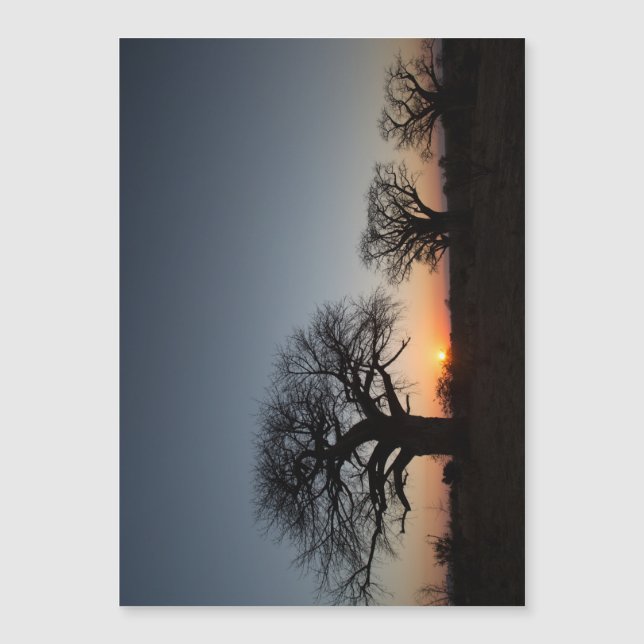 Carte Magnétique Baobabs sacrés (Devant)