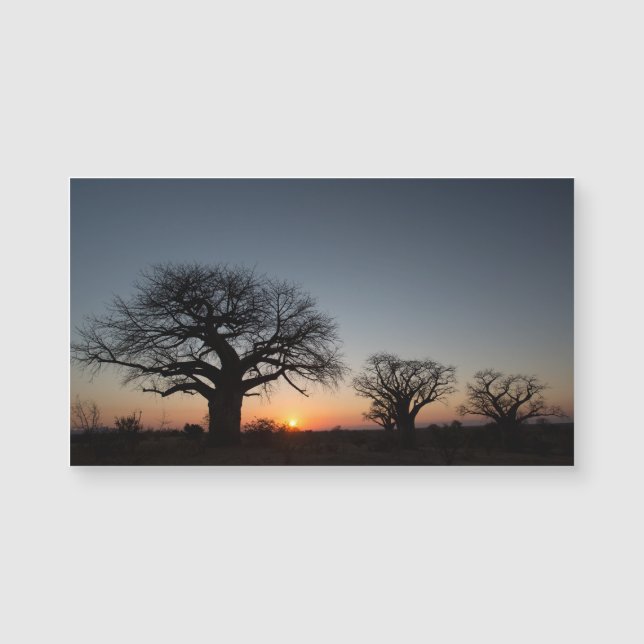 Carte Magnétique Baobabs sacrés (Devant)