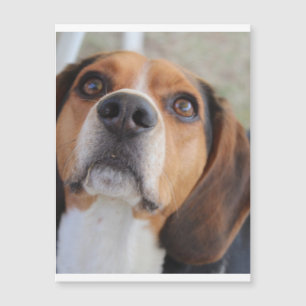 Carte Magnétique beagle 2.png