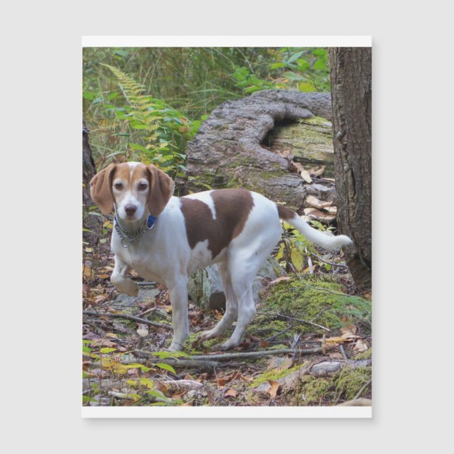 Carte Magnétique beagle en bois.png (Devant)