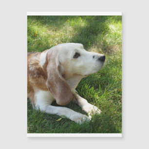 Carte Magnétique beagle, mise à jour.png